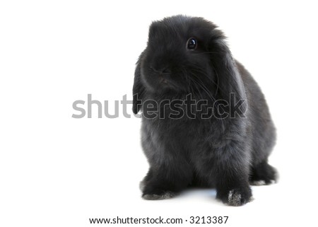black and white rabbits for sale. lack and white rabbits for sale. Free Male Black Holland Lop/
