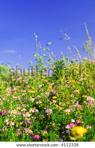 Summer meadow background with various blooming wild flowers and green grasses
