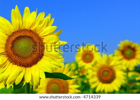 Sunflower field with one sunflower in foreground and blue sky