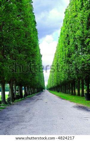 Line of sculpted trees along the path in Versailles gardens, France.
