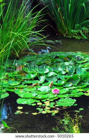 Lanscape pond with aquatic plants and water lilies