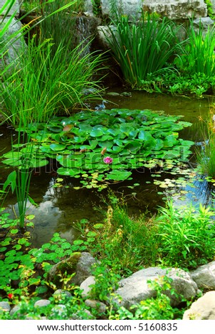 Natural stone pond lanscaping with aquatic plants and water lilies