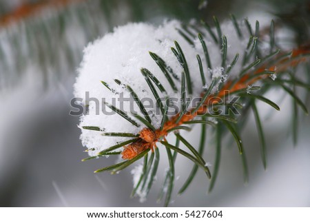 Branch of a winter spruce tree covered with fluffy snow