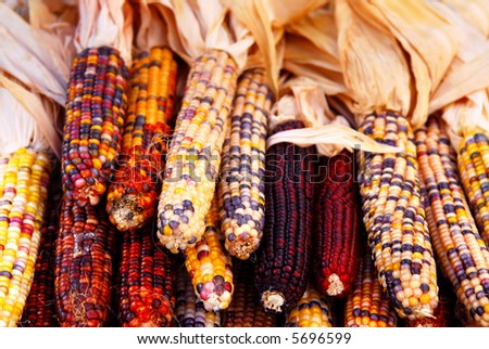 Pile of indian corn on farmers market in the fall