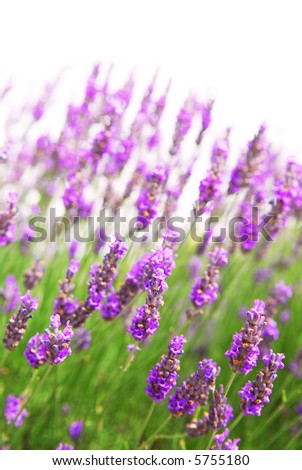 Botanical background of lavender herb isolated on white