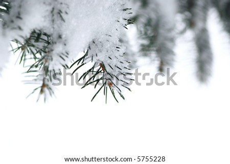 Branches of a winter spruce tree covered with fluffy snow isolated on white background, border for Christmas