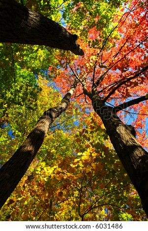 Colorful fall forest on a warm autumn day