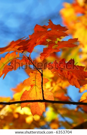 Oak branch with colorful fall leaves in autumn forest on blue sky background
