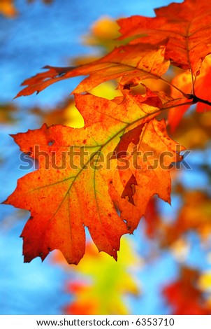 Oak branch with colorful fall leaves in autumn forest on blue sky background