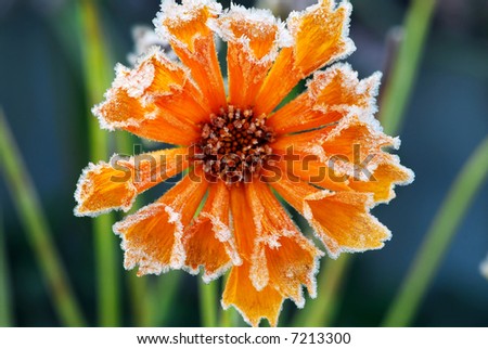 Morning frost on a flower in late fall. Focus on petals with ice crystals.