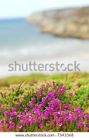 Heather blooming at the Atlantic ocean coast in Brittany, France