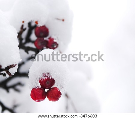 Red winter berries on a tree covered with fresh snow