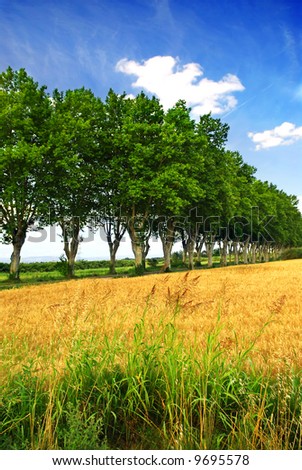 Landscape with a country road lined with sycamore trees in southern France