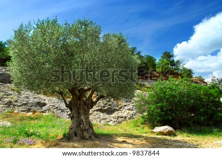 Ancient olive tree growing in southern France