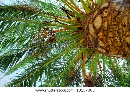 dates palm tree. of a young date palm tree