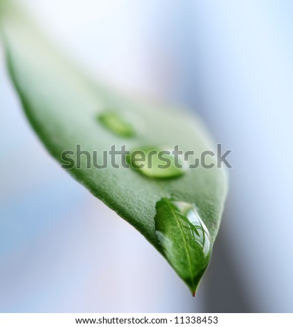 Macro of a green leaf with water drops