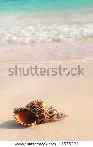Seashell and ocean wave on sandy tropical beach