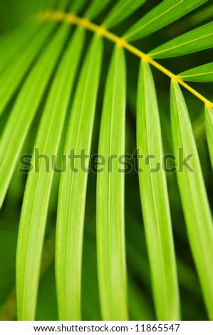 Botanical background of green palm tree leaves close up
