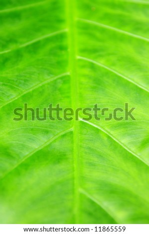 Botanical abstract background of green leaf of tropical plant