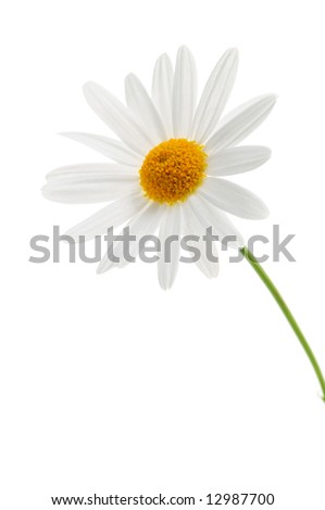 Daisy+flower+white+background