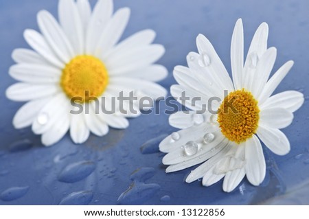 White+daisies+flowers