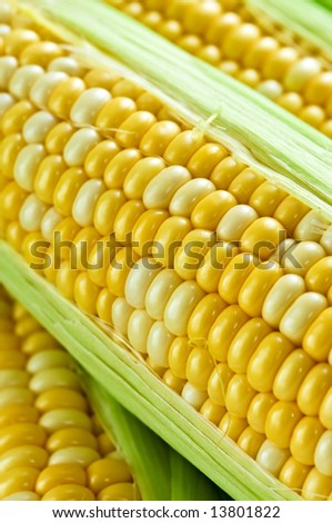 Ears of fresh corn with husks close up