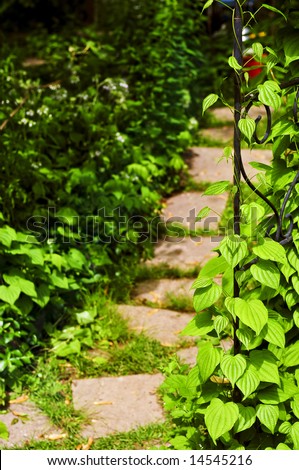 Closeup on green yam vine climbing on wrought iron arbor