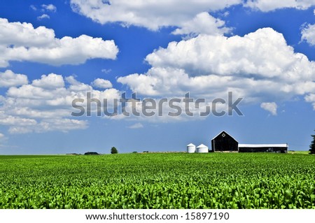 Rural summer landscape with green corn field and a farm