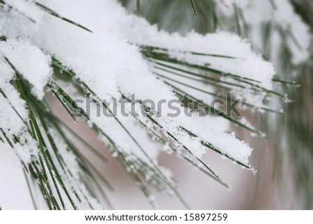 Pine needles covered with fluffy snow, macro with snowflakes visible