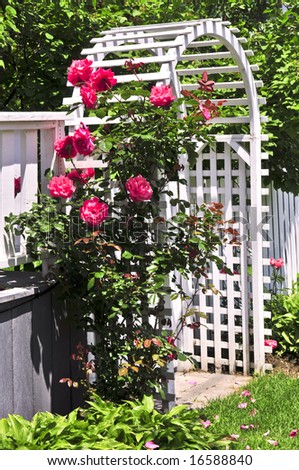 pictures of red roses blooming. with red blooming roses in