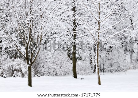 Winter park landscape with snow covered trees