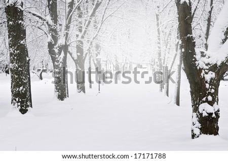 Lane in winter park with snow covered trees