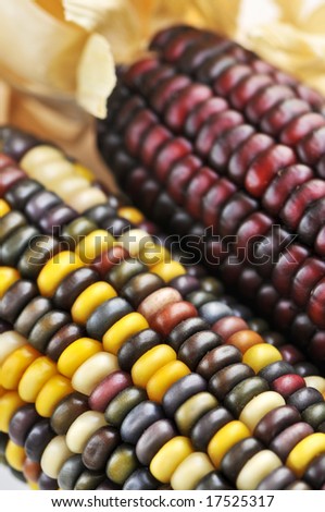 Two cobs of indian corn close up