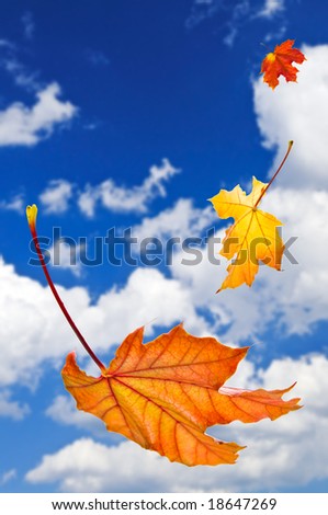 Fall maple leaves falling on blue sky background