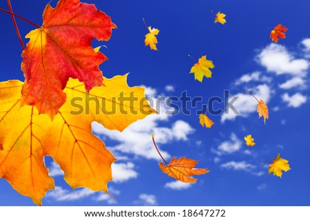 Fall maple leaves falling on blue sky background