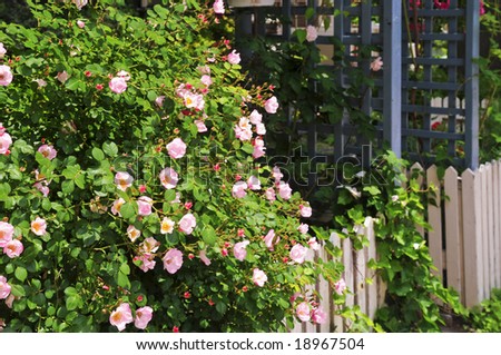 Garden fence with blooming roses and ivy