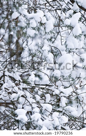 Winter tree branches covered with fluffy snow