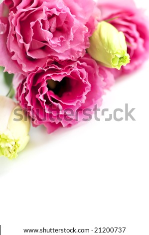 Bouquet of flowers called prairie rose isolated on white background