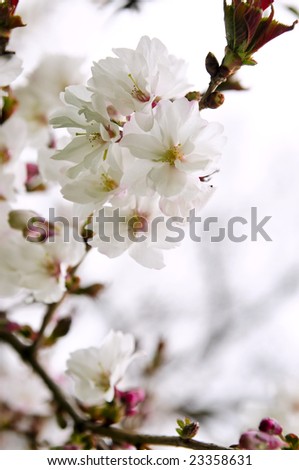 Branches of oriental flowering cherry with blossoms in spring