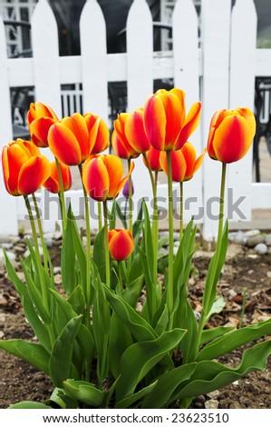 Bright blooming tulips growing in spring garden