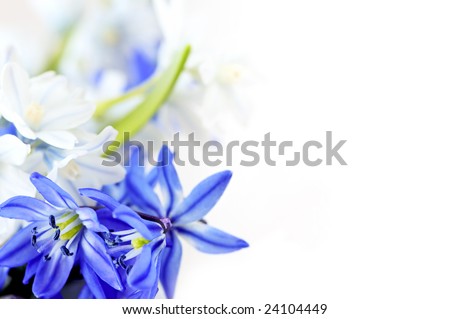 Floral background of first spring flowers close up