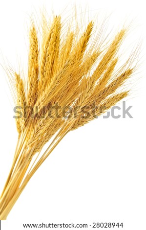 Stalks of golden wheat grain isolated on white background