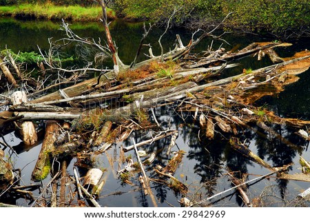 Driftwood in a forest river in Algonquin provincial park, Canada