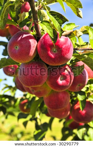 Organic ripe apples ready to pick on tree branches