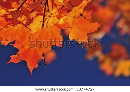 Red fall maple tree leaves on blue sky background