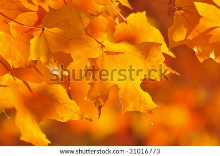 Red and orange fall maple tree leaves