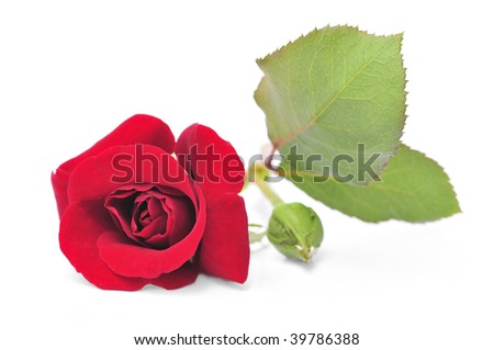 red rose flower background. red rose flower background. red rose flower background.