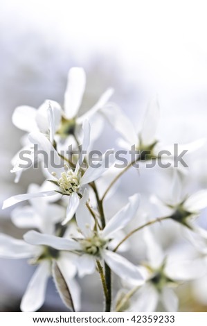 Gentle white spring flowers of the serviceberry shrub