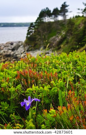 Blue flag iris wild flower at Atlantic coast in Newfoundland Canada