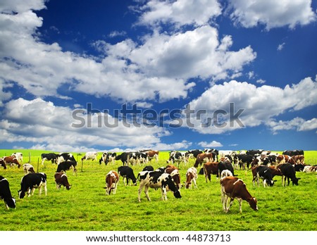 Cows grazing in a green pasture on sustainable small scale farm